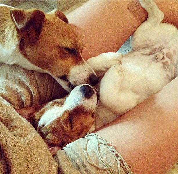 Candice’in köpeği olmak...