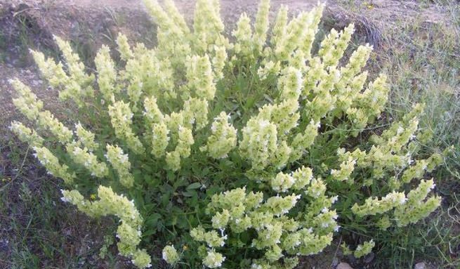 Diş beyazlatan ürünler