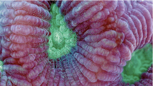 Su altının nefes kesen güzelliği