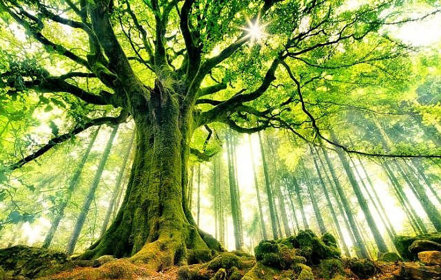 Google'da en çok tıklanan 50 fotoğraf