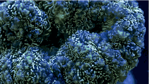 Su altının nefes kesen güzelliği