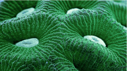 Su altının nefes kesen güzelliği