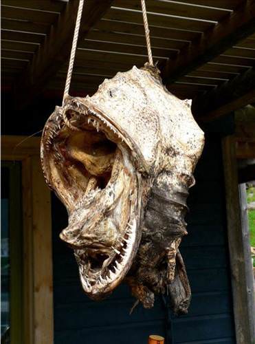 İnanılmaz fotoğraf kareleri