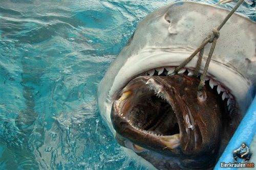 İnanılmaz fotoğraf kareleri