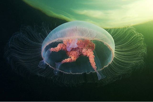 Google'da en çok tıklanan 50 fotoğraf