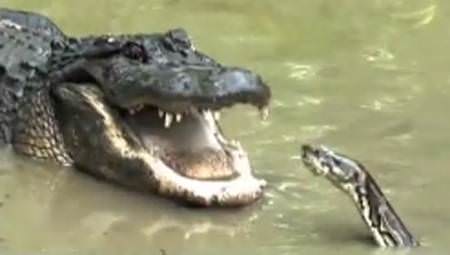 İnanılmaz fotoğraf kareleri