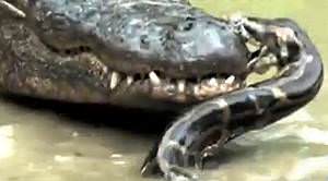 İnanılmaz fotoğraf kareleri