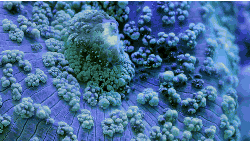 Su altının nefes kesen güzelliği