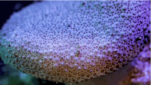 Su altının nefes kesen güzelliği