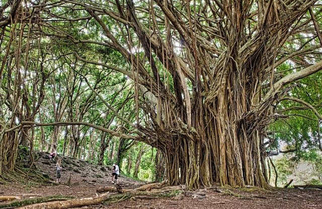 Google'da en çok tıklanan 50 fotoğraf