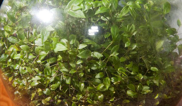 Susuz yaşayan bahçe