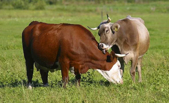Hayvanlar hakkında bilmediğimiz sevimli gerçekler