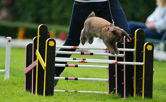 Hayvanlar hakkında bilmediğimiz sevimli gerçekler