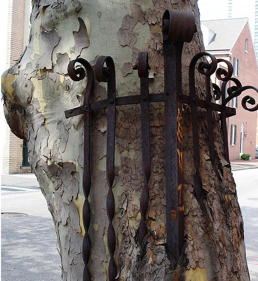 Bu ağaçlar her şeyi yiyor