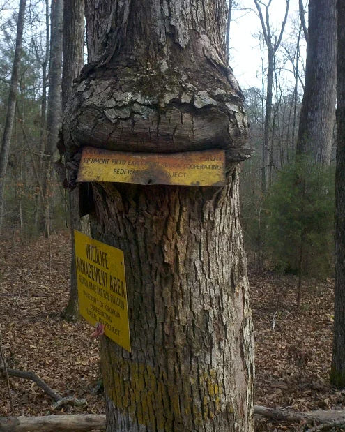 Bu ağaçlar her şeyi yiyor