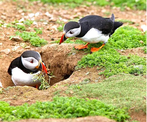 Hayvanlar hakkında bilmediğimiz sevimli gerçekler