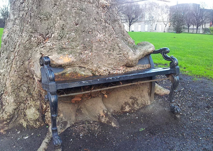 Bu ağaçlar her şeyi yiyor