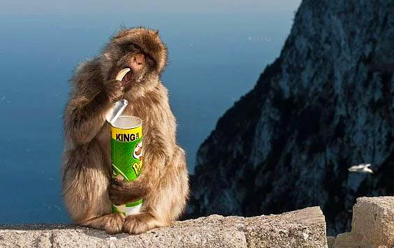 Hayvanlar hakkında bilmediğimiz sevimli gerçekler