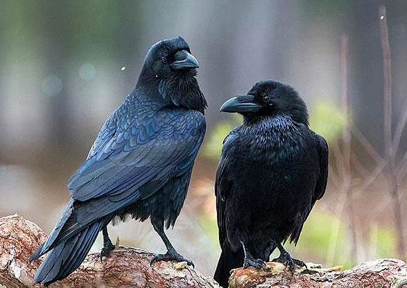 Hayvanlar hakkında bilmediğimiz sevimli gerçekler