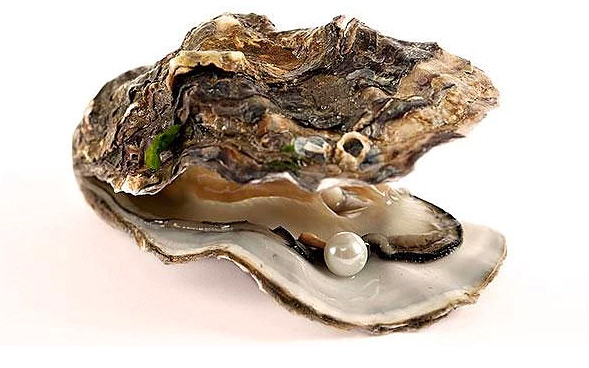 Hayvanlar hakkında bilmediğimiz sevimli gerçekler