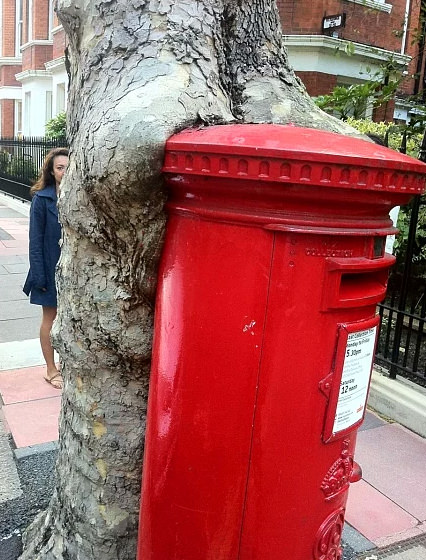 Bu ağaçlar her şeyi yiyor