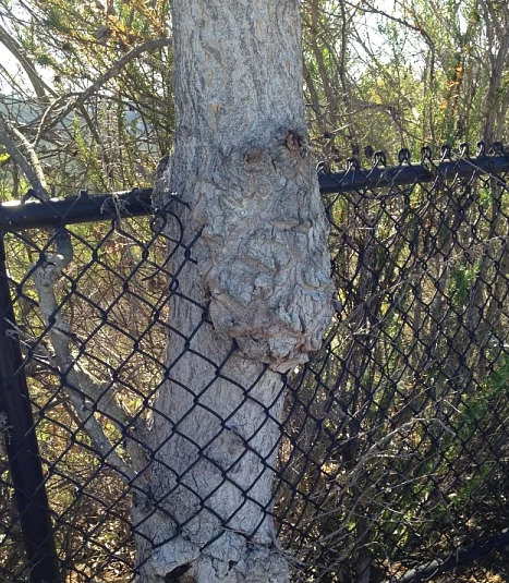 Bu ağaçlar her şeyi yiyor