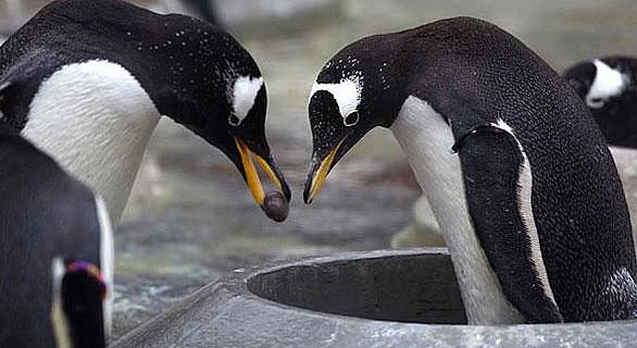 Hayvanlar hakkında bilmediğimiz sevimli gerçekler