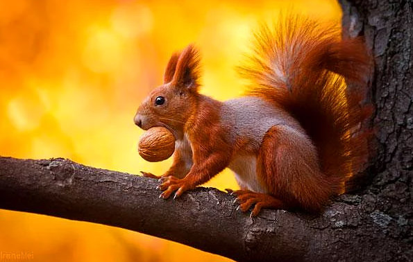 Hayvanlar hakkında bilmediğimiz sevimli gerçekler