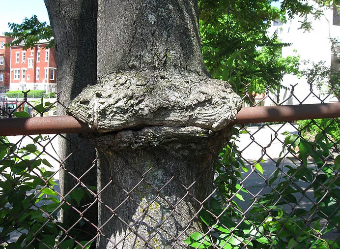 Bu ağaçlar her şeyi yiyor