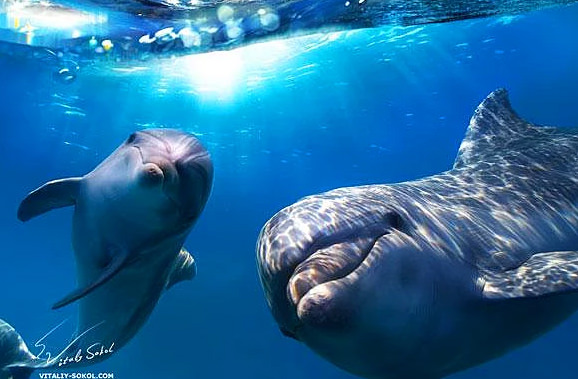 Hayvanlar hakkında bilmediğimiz sevimli gerçekler