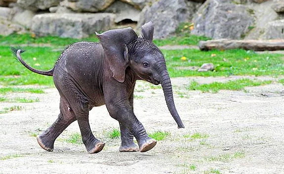 Hayvanlar hakkında bilmediğimiz sevimli gerçekler