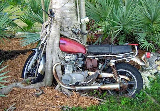 Bu ağaçlar her şeyi yiyor