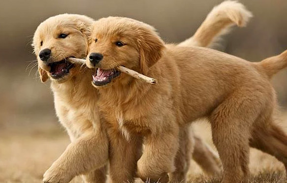 Hayvanlar hakkında bilmediğimiz sevimli gerçekler