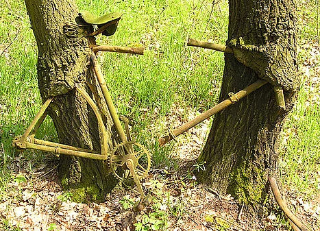 Bu ağaçlar her şeyi yiyor