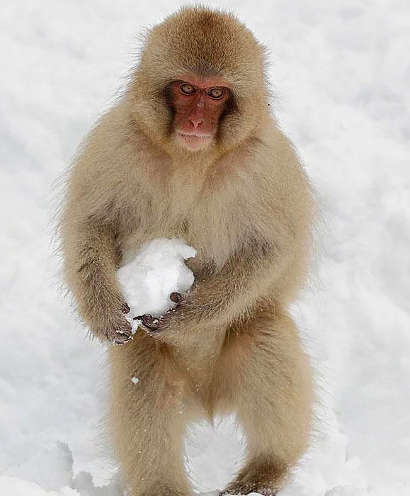 Hayvanlar hakkında bilmediğimiz sevimli gerçekler