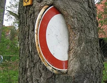 Bu ağaçlar her şeyi yiyor