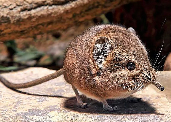 Hayvanlar hakkında bilmediğimiz sevimli gerçekler