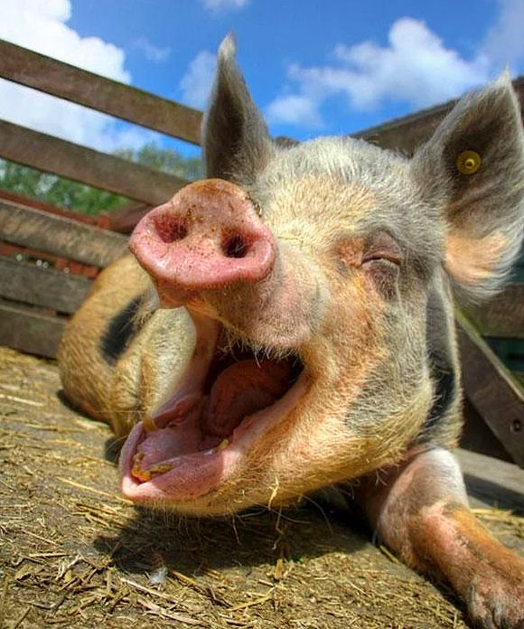 Hayvanlar hakkında bilmediğimiz sevimli gerçekler