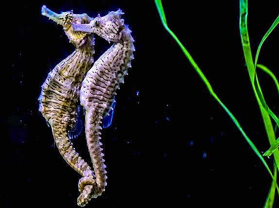 Hayvanlar hakkında bilmediğimiz sevimli gerçekler