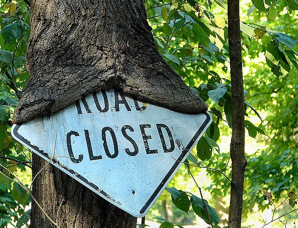 Bu ağaçlar her şeyi yiyor