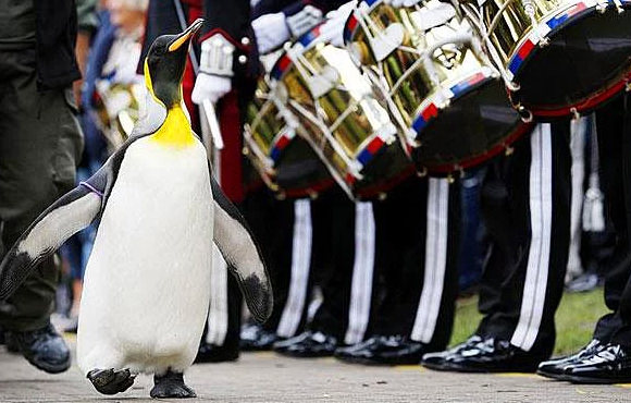 Hayvanlar hakkında bilmediğimiz sevimli gerçekler