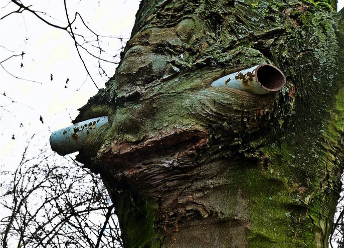 Bu ağaçlar her şeyi yiyor