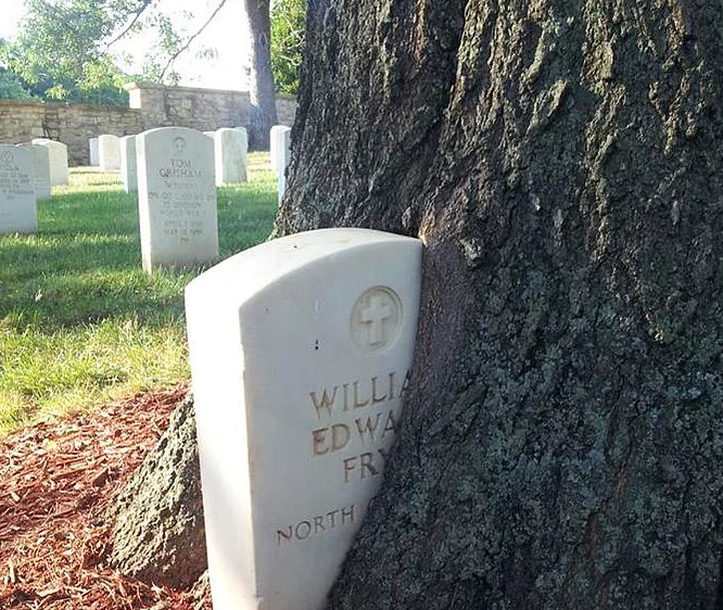 Bu ağaçlar her şeyi yiyor