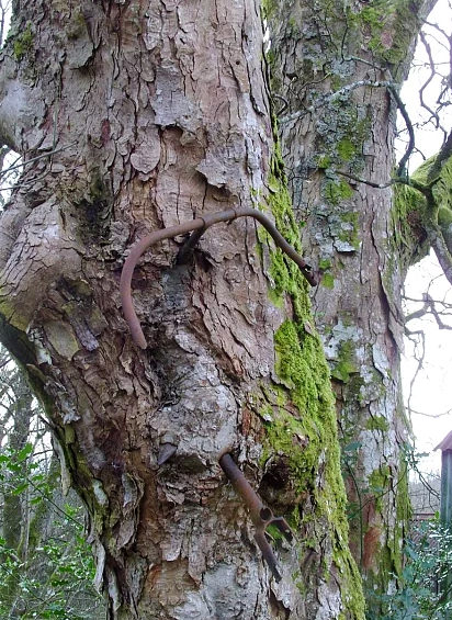 Bu ağaçlar her şeyi yiyor