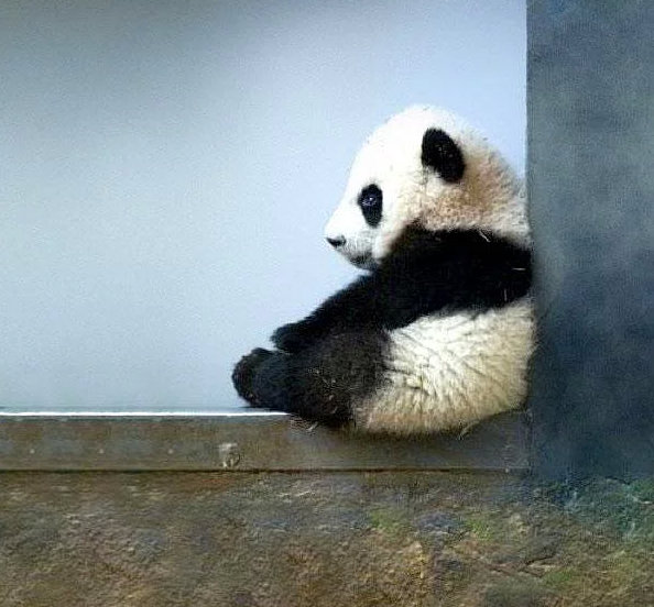 Hayvanlar hakkında bilmediğimiz sevimli gerçekler