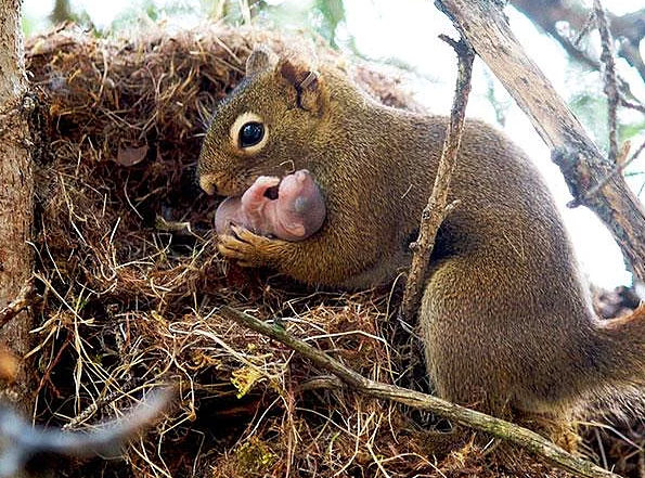 Hayvanlar hakkında bilmediğimiz sevimli gerçekler