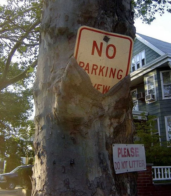 Bu ağaçlar her şeyi yiyor