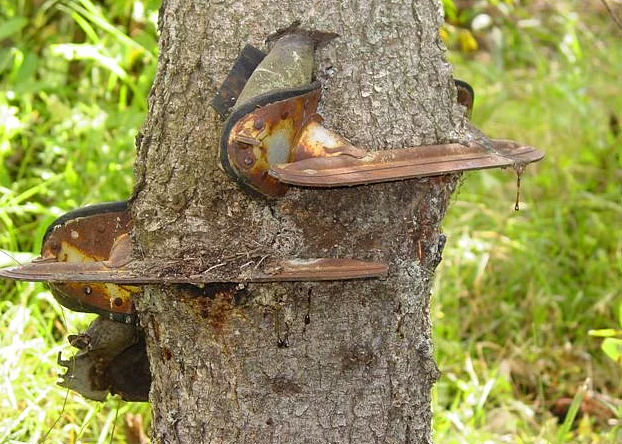 Bu ağaçlar her şeyi yiyor