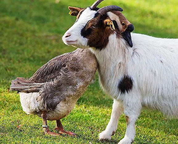 Hayvanlar hakkında bilmediğimiz sevimli gerçekler