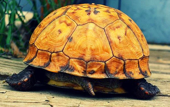 Hayvanlar hakkında bilmediğimiz sevimli gerçekler